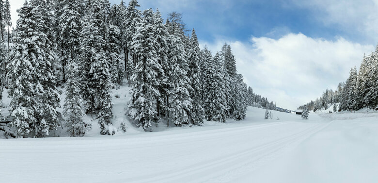 Die Langlaufloipe am Tannensattel in Kartitsch. Blick auf die Langlaufloipe neben der Straße am Kartitscher Sattel mit frisch verschneiten Bäumen.