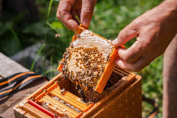 Bienenstock Karl Klaunzer Karl Klaunzer hantiert an seinem Bienenstock.