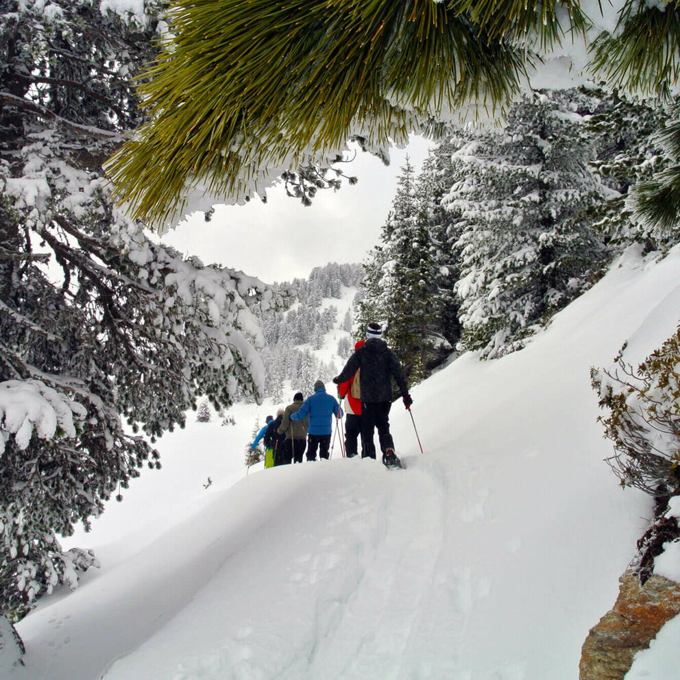 Schneeschuhwandern Eine Gruppe beim Schneeschuhwandern in einer verschneiten Winterlandschaft. Fotografiert zwischen den schneebedeckten Nadelbäumen.