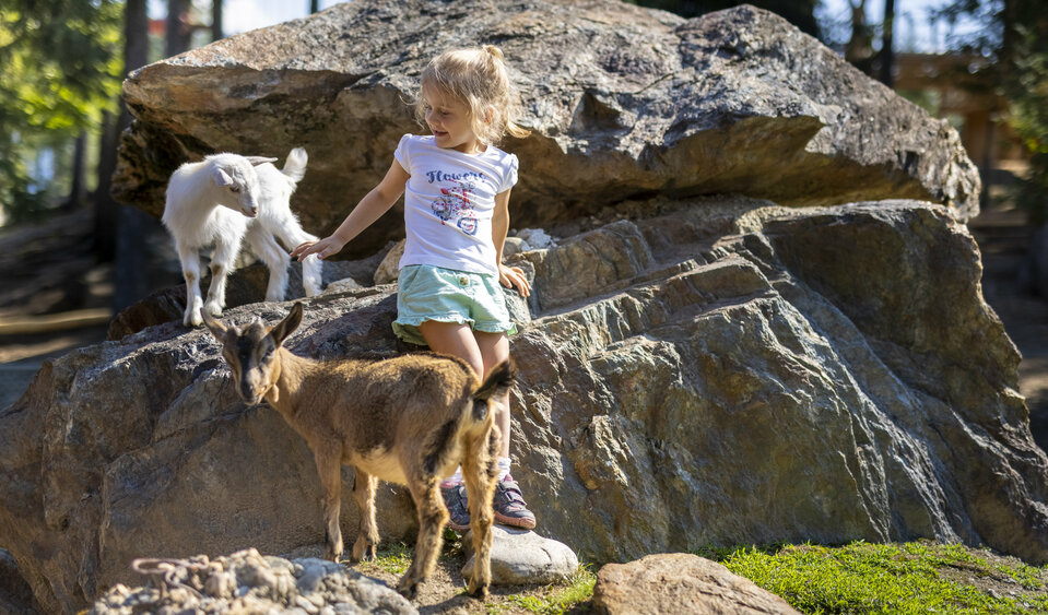 Moosalm Streichelzoo Ziegen lo zoo