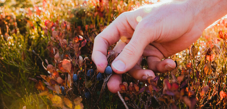 Schwarzbeeren Schwarzbeeren pflücken am Ederplan.