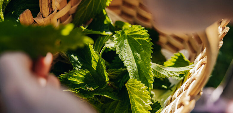 Brennnessel Brennnessel in einem geflochtenen Korb