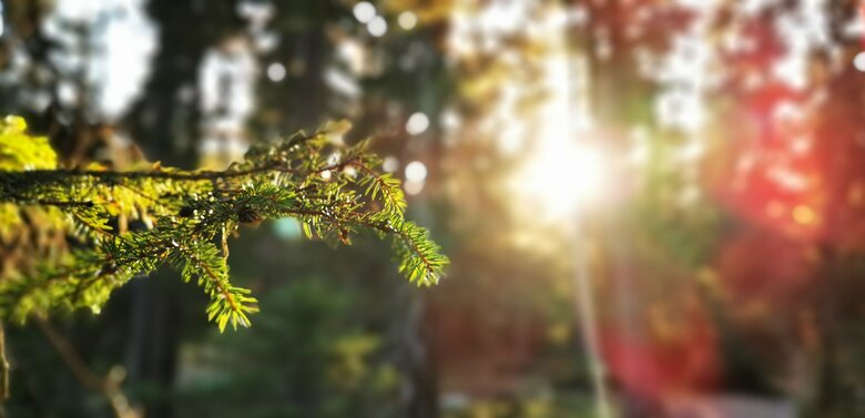 herbstwald Die Sonnenstrahlen kämpfen sich sanft durch den herbstlichen Wald.