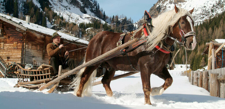 Pferdeschlitten Kutscher mit Pferdeschlitten im Winter