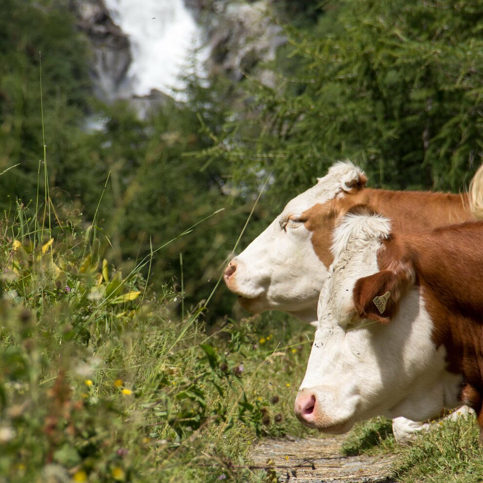 Zwei Köpfe von Kühen und Gras in Nahaufnahme.